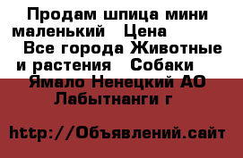 Продам шпица мини маленький › Цена ­ 15 000 - Все города Животные и растения » Собаки   . Ямало-Ненецкий АО,Лабытнанги г.